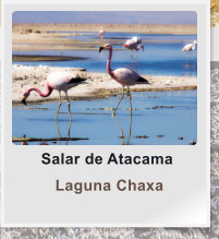Salar de Atacama  Laguna Chaxa