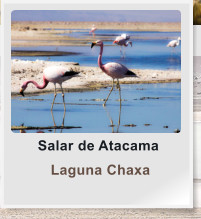 Salar de Atacama  Laguna Chaxa